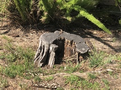 Sceloporus occidentalis