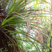 Astelia solandri - Photo (c) bbi2, some rights reserved (CC BY-NC), uploaded by bbi2