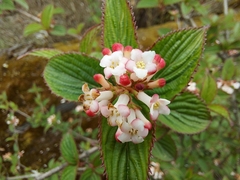 Viburnum erubescens