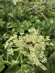 Angelica hirsutiflora