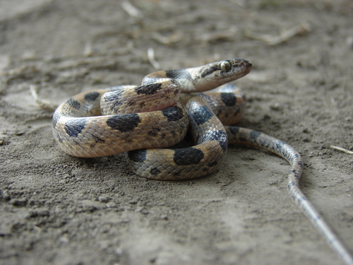 Photo of a Splendid Cat-eyed Snake (Leptodeira splendida)