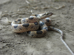 Leptodeira splendida splendida
