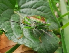 Elasmostethus interstinctus