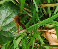 Elasmostethus interstinctus