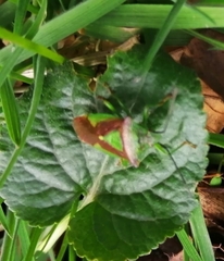 Elasmostethus interstinctus