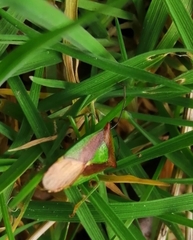 Elasmostethus interstinctus