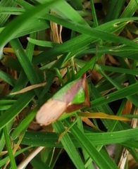 Elasmostethus interstinctus