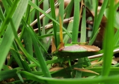 Elasmostethus interstinctus