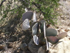 Opuntia santa-rita