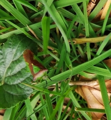 Elasmostethus interstinctus