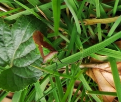 Elasmostethus interstinctus