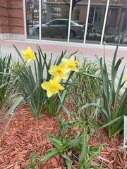 Narcissus