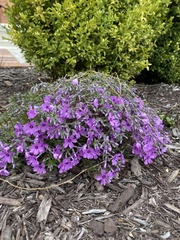 Phlox subulata
