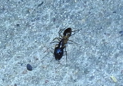 Camponotus maculatus