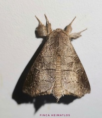 Apatelodidae
