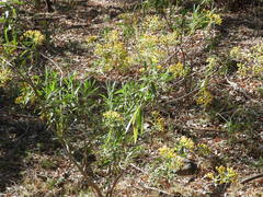 Barkleyanthus salicifolius