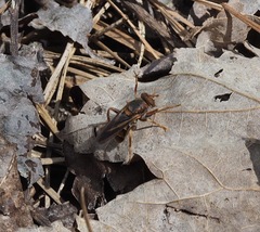 Teuchocnemis bacuntius