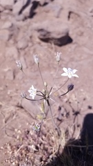 Triteleia lilacina