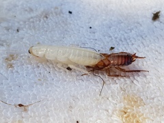 Drymaplaneta semivitta