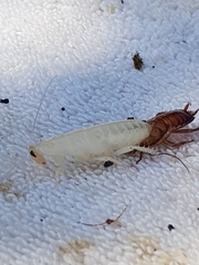 Drymaplaneta semivitta