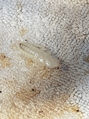 Drymaplaneta semivitta