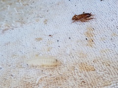 Drymaplaneta semivitta