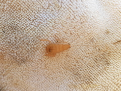 Drymaplaneta semivitta