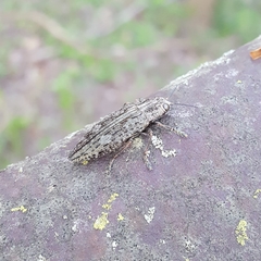 Texania campestris