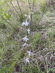 Delphinium carolinianum virescens