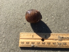 Molgula occidentalis