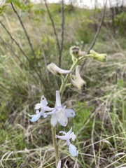 Delphinium carolinianum virescens