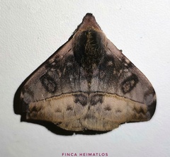 Hylesia annulata