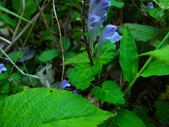 Scutellaria indica parvifolia