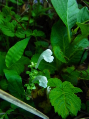 Scutellaria indica parvifolia