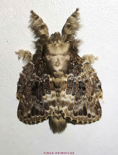Euglyphis claudia