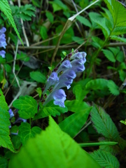 Scutellaria indica parvifolia