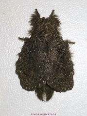 Euglyphis melancholica