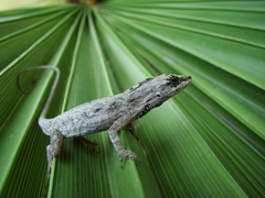 Anolis nebulosus