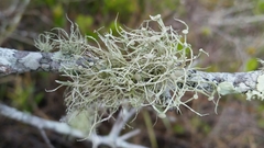 Ramalina stenospora