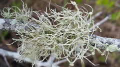 Ramalina stenospora