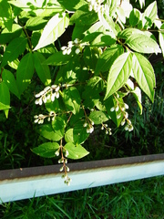 Deutzia gracilis