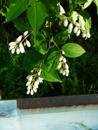 Image of Deutzia gracilis by no rights reserved