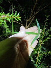 Vigna vexillata vexillata