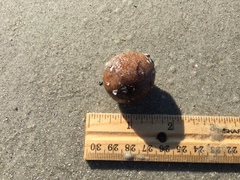 Molgula occidentalis