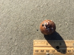 Molgula occidentalis