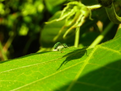 Eugnathus distinctus