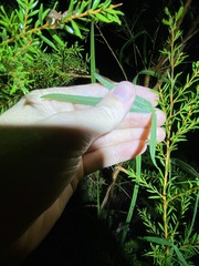 Vigna vexillata vexillata