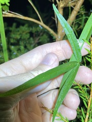 Vigna vexillata vexillata