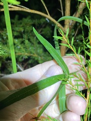 Vigna vexillata vexillata
