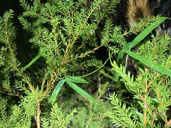 Vigna vexillata vexillata